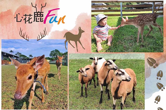 心花鹿Fun-宜鹿發